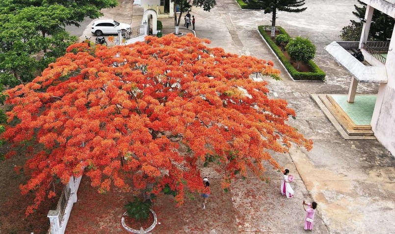Điều khác biệt của cây phượng ở TP Pleiku là hoa luôn nở sớm ngay đầu mùa hè và năm nay nở dày đặc. Cây hầu như không có lá.