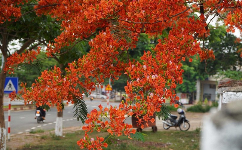 Những tán hoa phượng rộng khoảng 20 m, vươn ra ngoài tường rào của trường.