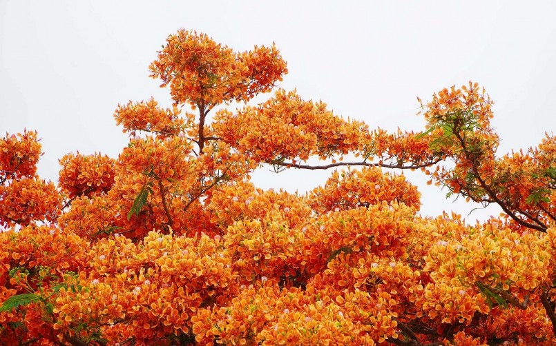 Trong khuôn viên trường Cao đẳng Gia Lai trên đường Cách Mạng Tháng Tám có hai cây phượng đã được trồng hơn 10 năm, cao khoảng 15 m, nằm liền nhau.