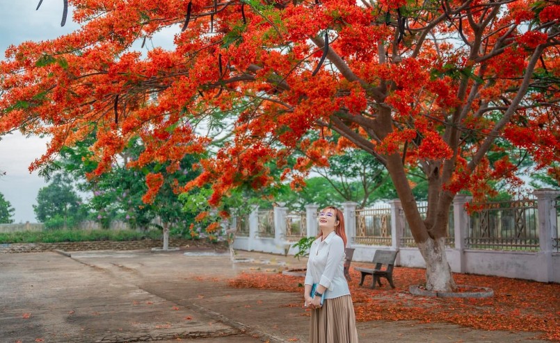 Những bạn trẻ tranh thủ tạo dáng để có những bức ảnh đẹp bên hoa phượng.