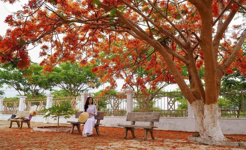 Bạn trẻ tạo dáng tái hiện bức tranh thời học sinh của mình dưới tán hoa phượng.