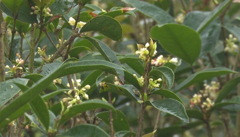 Người dân xã Hồng Việt trồng mộc hương ta bởi có hoa tỏa ra mùi hương nhẹ nhàng đáp ứng thị hiếu của người chơi cây cảnh.