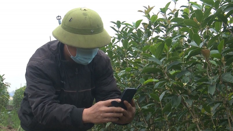 Người trồng mộc hương vận dụng các kênh bán hàng online để giới thiệu đến khách hàng cả nước.