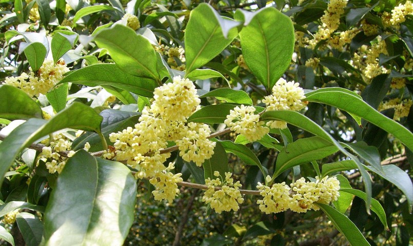 Mộc hương ta có hoa đẹp và hương thơm quyến rũ nên được nhiều người yêu thích chọn làm cây cảnh.