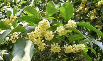 Trồng mộc hương làm cây cảnh, lấy hoa ướp trà hoặc làm nước hoa sau 5 năm có nguồn thu tiền tỷ