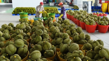 Bước vào chính vụ, kỳ vọng bùng nổ xuất khẩu sầu riêng, áp lực cạnh tranh có tiếp tục kéo giá thành?