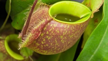 Cây nắp ấm ngoài việc làm cảnh còn là nguyên liệu làm thuốc