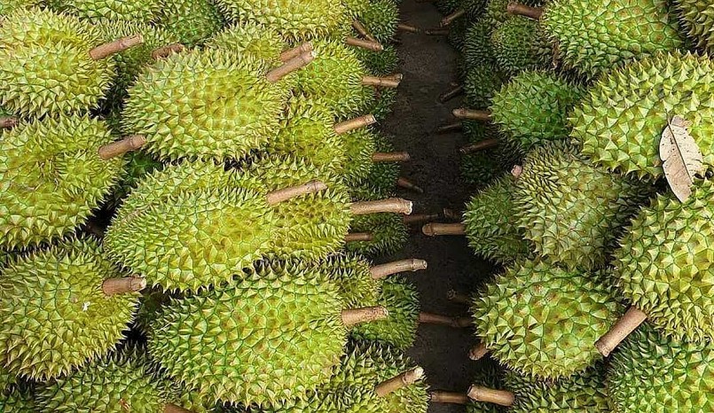 Trước áp lực cạnh tranh trên thị trường xuất khẩu, nhà vườn lo lắng về diến biến giá sầu riêng.