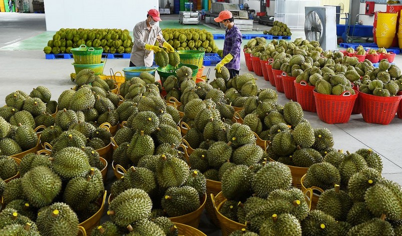 Bước vào giai đoạn thu hoạch chính vụ, người trồng sầu riêng kỳ vọng sẽ được mùa, được giá.