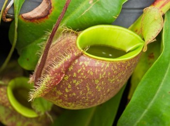 Cây nắp ấm ngoài việc làm cảnh còn là nguyên liệu làm thuốc