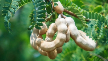 6 công dụng của quả me đối với sức khỏe