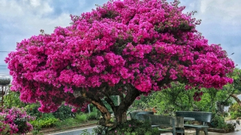 Cây hoa giấy cổ tích trên 30 tuổi đẹp cỡ nào mà bỗng thành điểm check in hót ở Đà Lạt?
