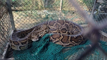 Hà Tĩnh: Cá thể trăn “khủng” vào nhà dân được bàn giao để thả về môi trường tự nhiên