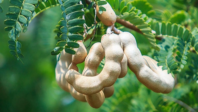 Trái me rất tốt cho đường tiêu hóa