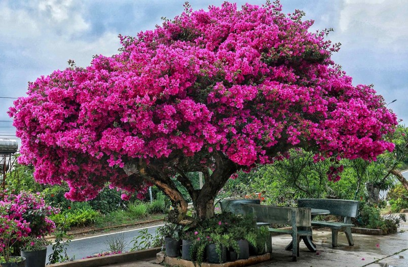 Cây hoa giấy hơn 30 năm tuổi nằm trên đèo D\'ran, phủ màu hồng rực vào mùa hè.(Ảnh: Sam Sam)