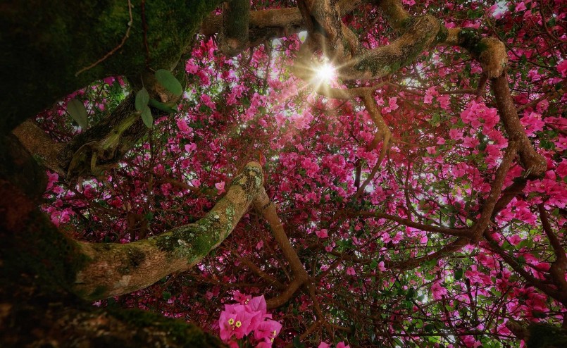 Trời càng nắng, hoa giấy càng đẹp nên hè là thời điểm hoa nở rực rỡ nhất.(Ảnh: Sam Sam)