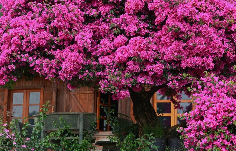 Gốc cây hoa giấy to, chắc khỏe, vươn cành ra phía đường với những chùm hoa quyến rũ. (Ảnh: Sam Sam)