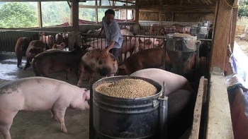 Giá heo hơi hôm nay 11/5: Tăng cao nhất 2.000 đồng, lập đỉnh 56.000 đồng/kg. Vì sao triển vọng tăng giá heo ít khả quan?