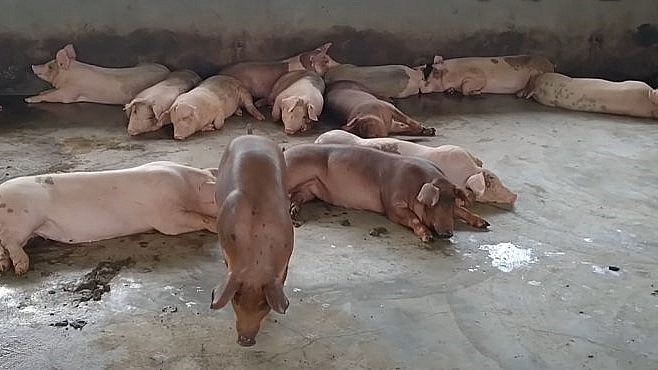 Giá heo hơi hôm nay (11/5), dự báo giá heo sẽ tăng nhưng ít đột biến.