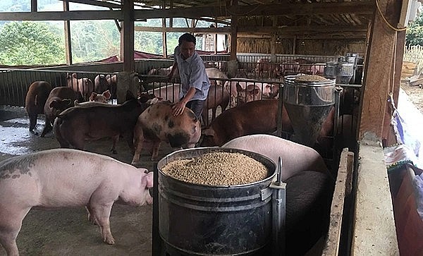 Giá heo hơi hôm nay (11/5), quay lại xu hướng tăng mức cao nhất 2.000 đồng lên đỉnh mới 56.000 đồng/kg. 