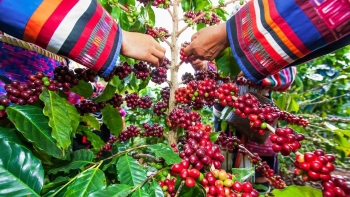 Giá nông sản hôm nay 11/5: Cà phê biến động lập đỉnh mới, hồ tiêu tăng xuyên phá cán mốc 76.000 đồng/kg