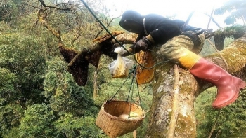 Cao thủ săn mật ong rừng với những chuyến ăn ong rợn người kiếm chục triệu bằng thử thách cực đại