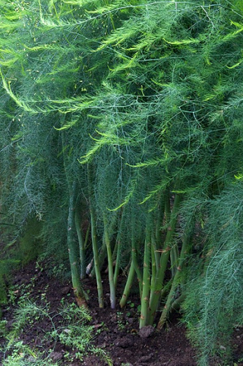 5 loại hoa không “uống giấm” thì không nở, mỗi tháng một thìa nụ lên tua tủa, hoa nở liên tục