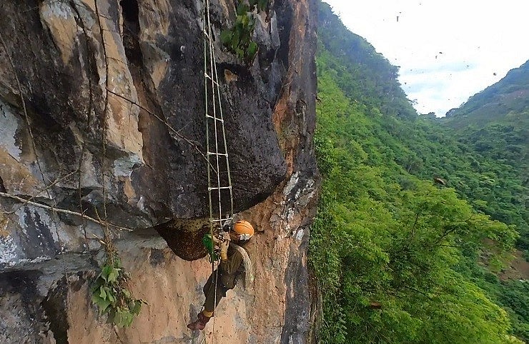 Ong khoái làm tổ ở ngọn cây cao hoặc ở vách đá rất hiểm trở.