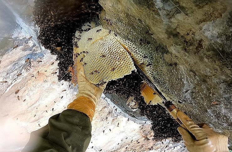 Thợ ong nhẹ nhàng gạt bỏ ong thợ ra khỏi tổ, để lộ ra lớp sáp ong chứa đầy mật ngọt.