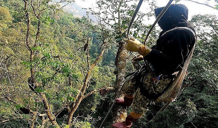 Thợ săn ong khai thác mật ong khoái làm tổ trên cây.