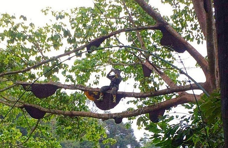 Cây đa cổ thụ trong rừng già với hàng chục tổ ong khoái. 