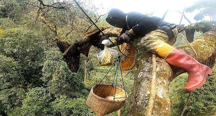 Khai thác mật ong khoái rất nguy hiểm nên phải đòi hỏi kinh nghiệm và kỹ thuật rất khó khăn.