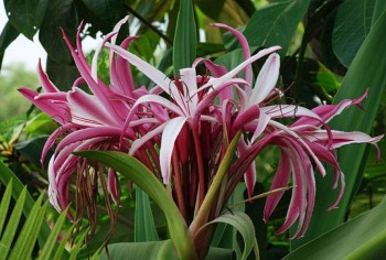 Tác dụng hữu ích của cây đại tướng quân