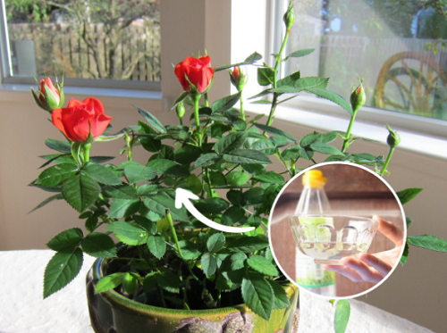 5 loại hoa không “uống giấm” thì không nở, mỗi tháng một thìa nụ lên tua tủa, hoa nở rực rỡ