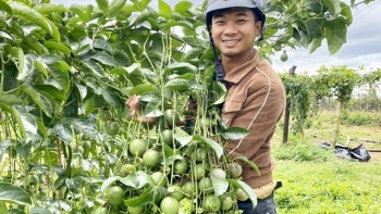 Cao thủ trồng chanh dây và bí quyết thu 4 đợt mỗi vụ, bỏ túi 600 triệu đồng/ha