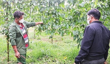 Vườn chanh dây của anh Trần Tấn Thành (làng O Pếch, xã Ia Pếch, huyện Ia Grai) cho thu nhập khá cao.