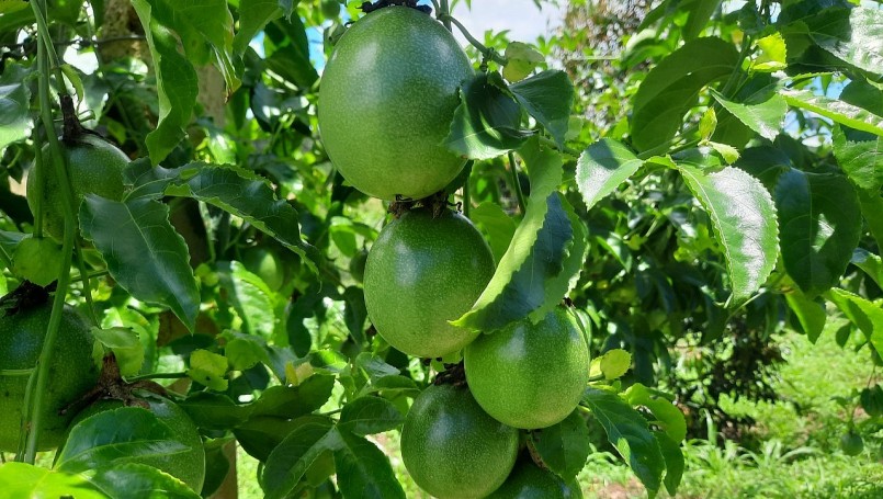 Chanh dây tăng giá ổn định trong thời gian dài tạo sự yên tâm phát triển sản xuất cho nông dân Gia Lai.