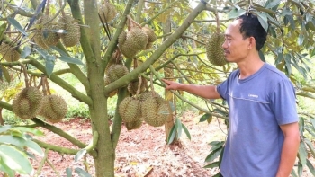 Tỷ phú sầu riêng tự tin vẫn thu lợi nhuận tiền tỷ ngay cả khi chỉ còn 20.000 đồng/kg