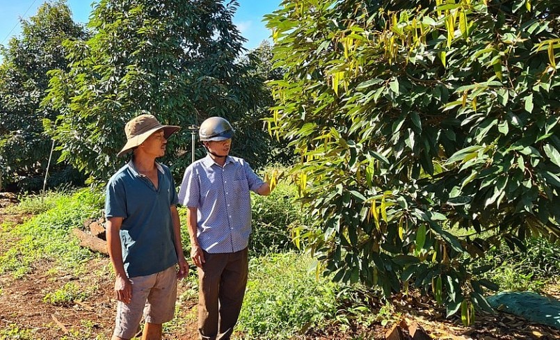 Ông Nguyễn Phước Thiện, tỷ phú nông dân thôn 6 (xã Ia Blang, huyện Chư Sê, tỉnh Gia Lai) bên vườn sầu riêng của gia đình.