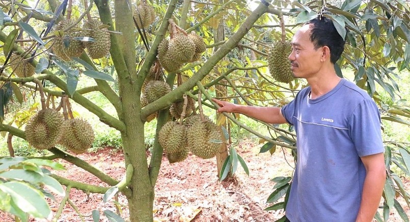 Vườn sầu riêng của ông Nguyễn Phước Thiện (thôn 2, xã Ia Blang) vụ năm nay cho thu nhập hơn 2 tỷ đồng. 
