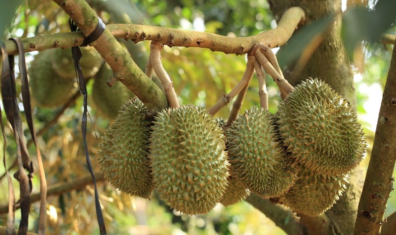 Theo ông Thiện, do trồng và chăm sóc theo hướng hữu cơ nên chất lượng quả thơm ngon, được thương lái đến tận vườn thu mua. 