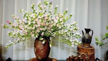 Loài hoa e ấp ngượng ngùng nhưng mạnh mẽ ví như hoa bất tử, héo rũ cho vào nước sôi lại tươi mơn mởn