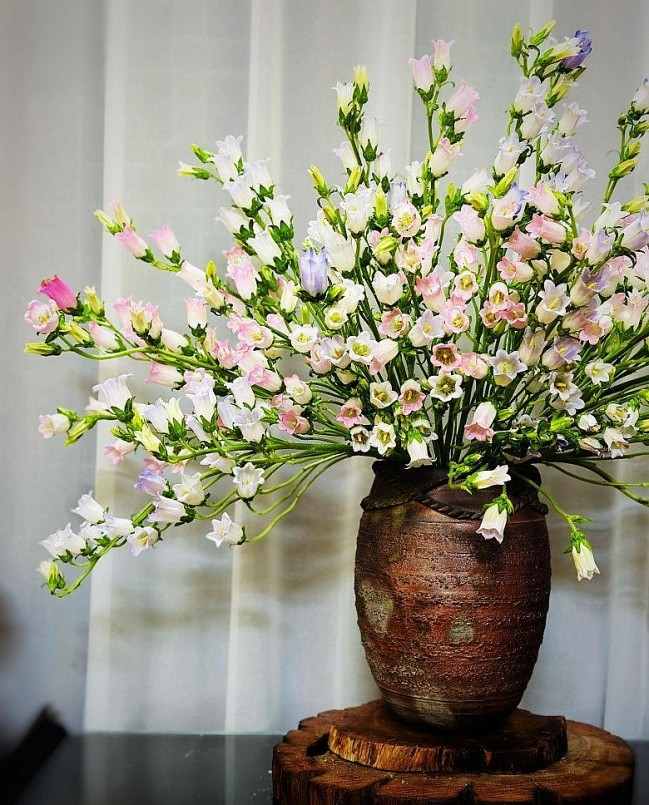 Hoa chuông mới xuất hiện ở Hà Nội và nhanh chóng tạo sức hút.