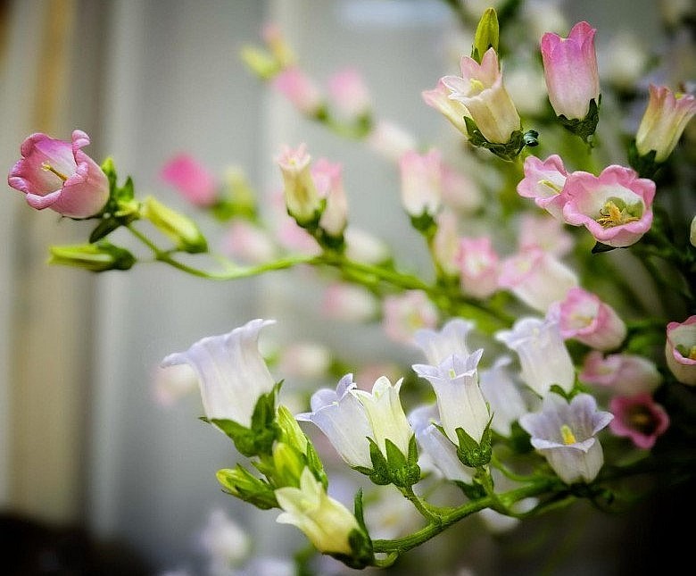 Hoa chuông trở nên tuyệt đẹp qua bàn tay khéo léo chăm sóc của mẹ đảm.