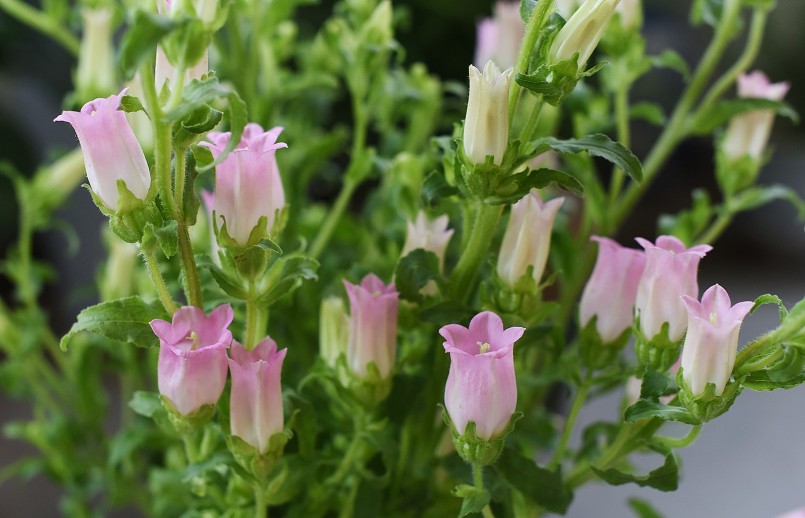 Khi đã héo rũ chỉ cần dưỡng bằng nước sôi 60 đến 70 độ C hoa chuông lại tươi.