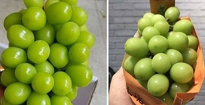 Giá nho sữa Trung Quốc có nhiều sự khác biệt tại các điểm bán. Có nơi bán 200.000 đồng/chùm khoảng 800-900 gram, nhưng có có nơi bán 230.000-250.000 đồng/thùng trên 1,3 kg.