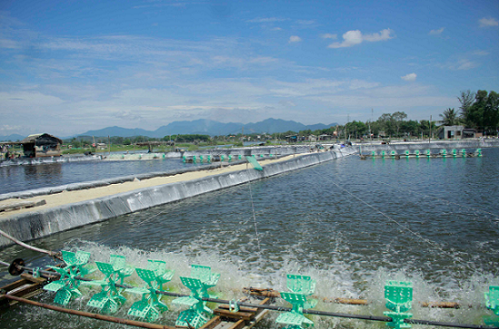 Sản lượng thủy sản tăng nhẹ trong 4 tháng đầu năm 2023