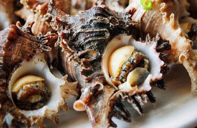 Ốc sử tử trên biển Cô Tô đặc biệt từ ngoại hình đến tên gọi.