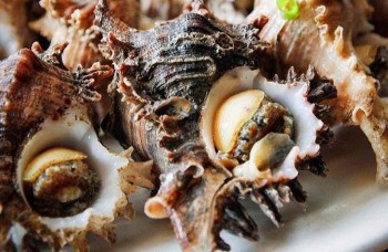 Một loài ốc lừng danh mang tên chúa tể sơn lâm trên biển Cô Tô có xứng tầm "kỳ quan ẩm thực"?
