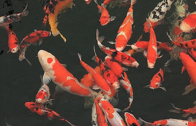 Đàn cá Koi được nhập khẩu trực tiếp tại các trang trại nuôi cá có tiếng tại Nhật Bản.